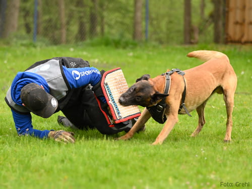 Karrierestart: Hundeschule vs. Hundesportverein