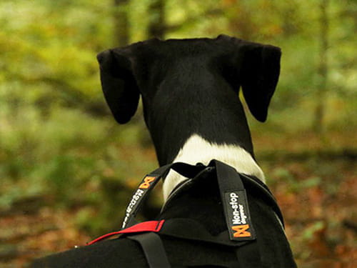 Non-Stop-Duell: Freemotion vs. Nansen Nome