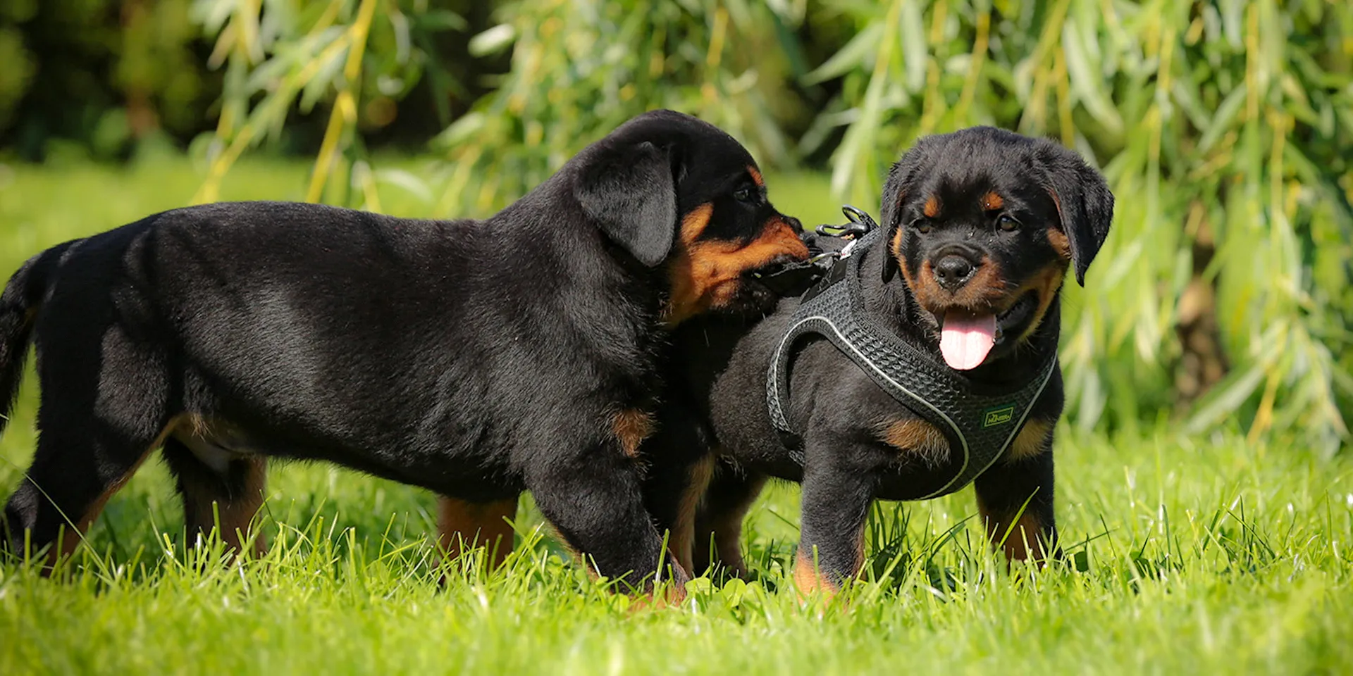 Startbanner_hunter_hilo2