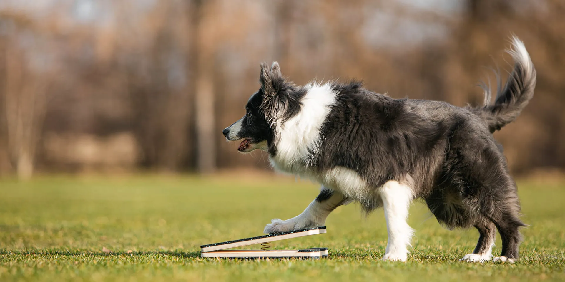 Startbanner_wooddog_spring