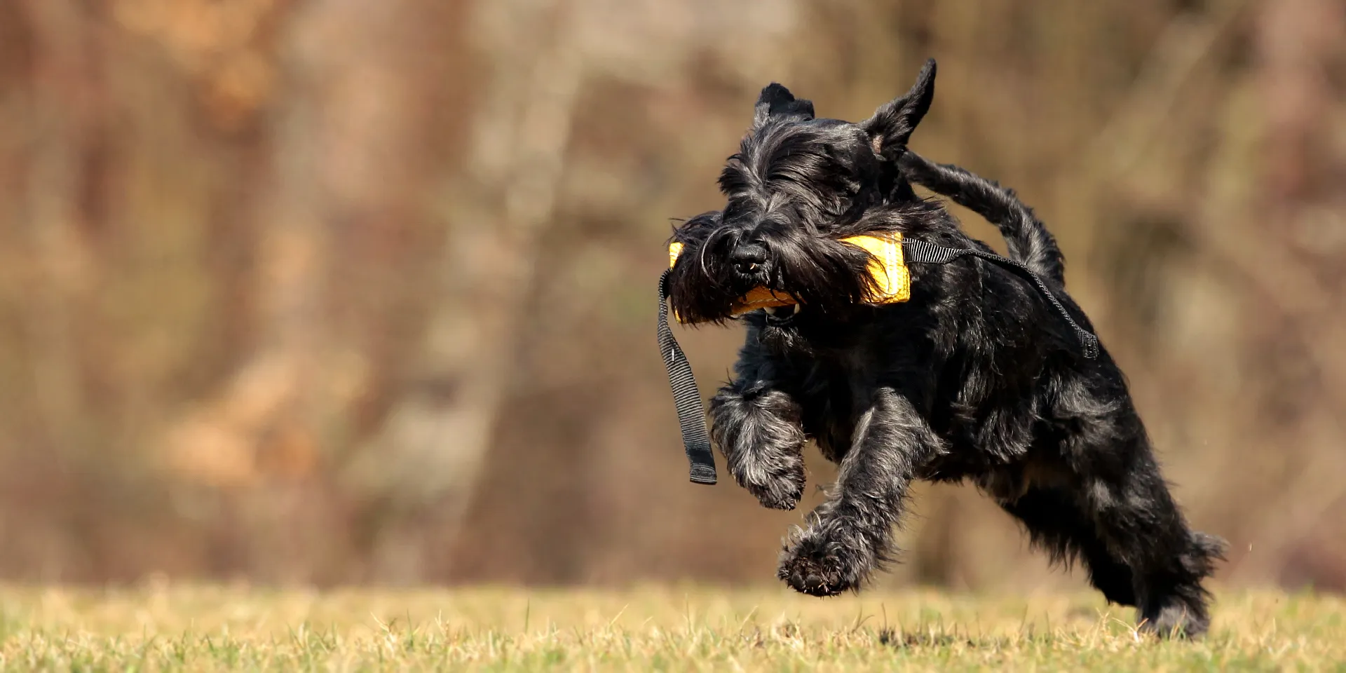 Startbanner_freshline_beisswurst2G