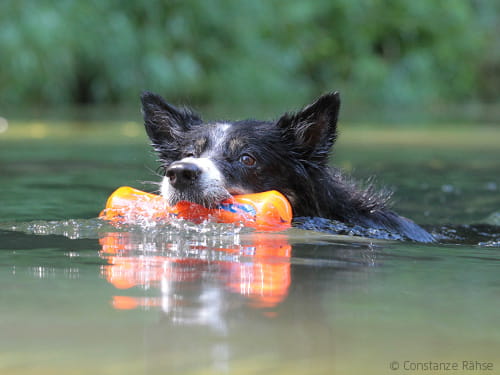Blaualgen: Badespaß mit gefährlichen Folgen für Hunde
