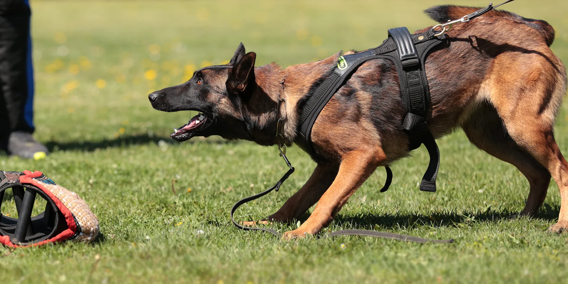 Startbanner_Niggeloh_Follow_Sport