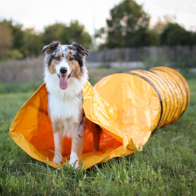 Profi Agility Sacktunnel 3m