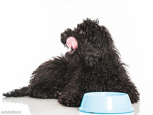 Pur, hypoallergen und gut verträglich