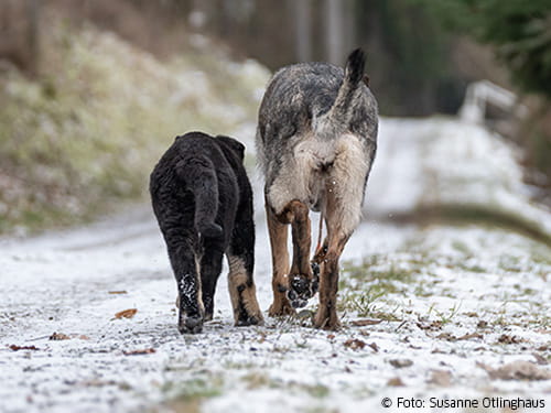 Corona und Hundesport: Probleme und Chancen