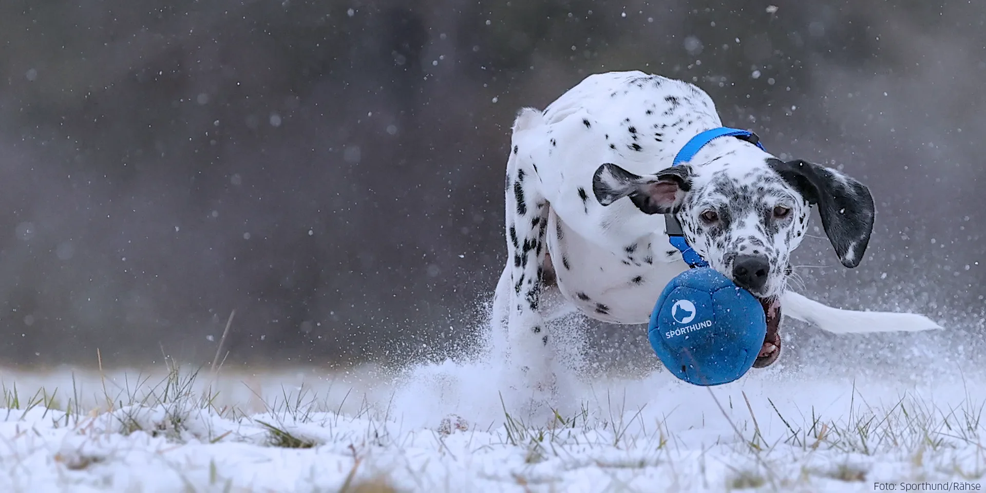 Startbanner_neoprenball