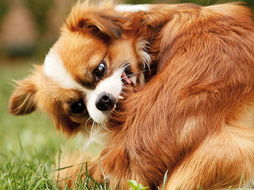 Wenn's zwickt und juckt