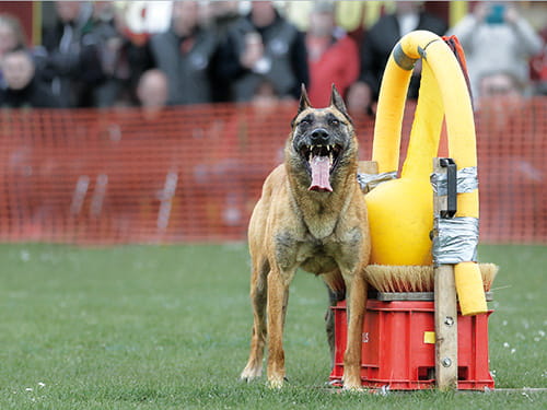 MONDIORING – Sport für kreative Kynologen