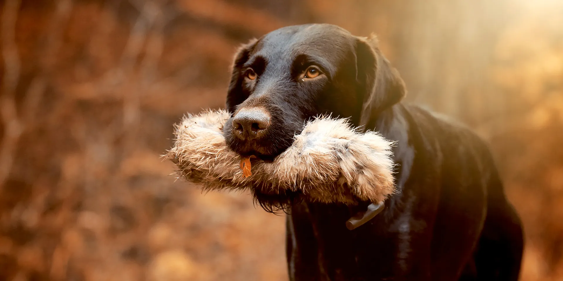 Startbanner_mystique_Dummy_full