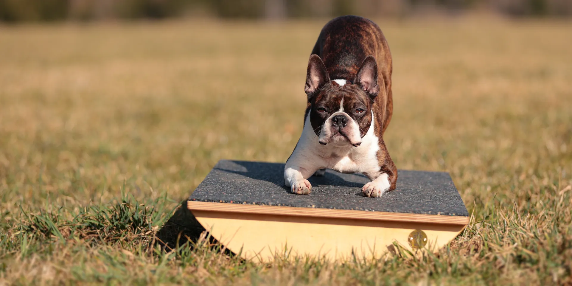 Starbanner_Allgäudogs_Balance2