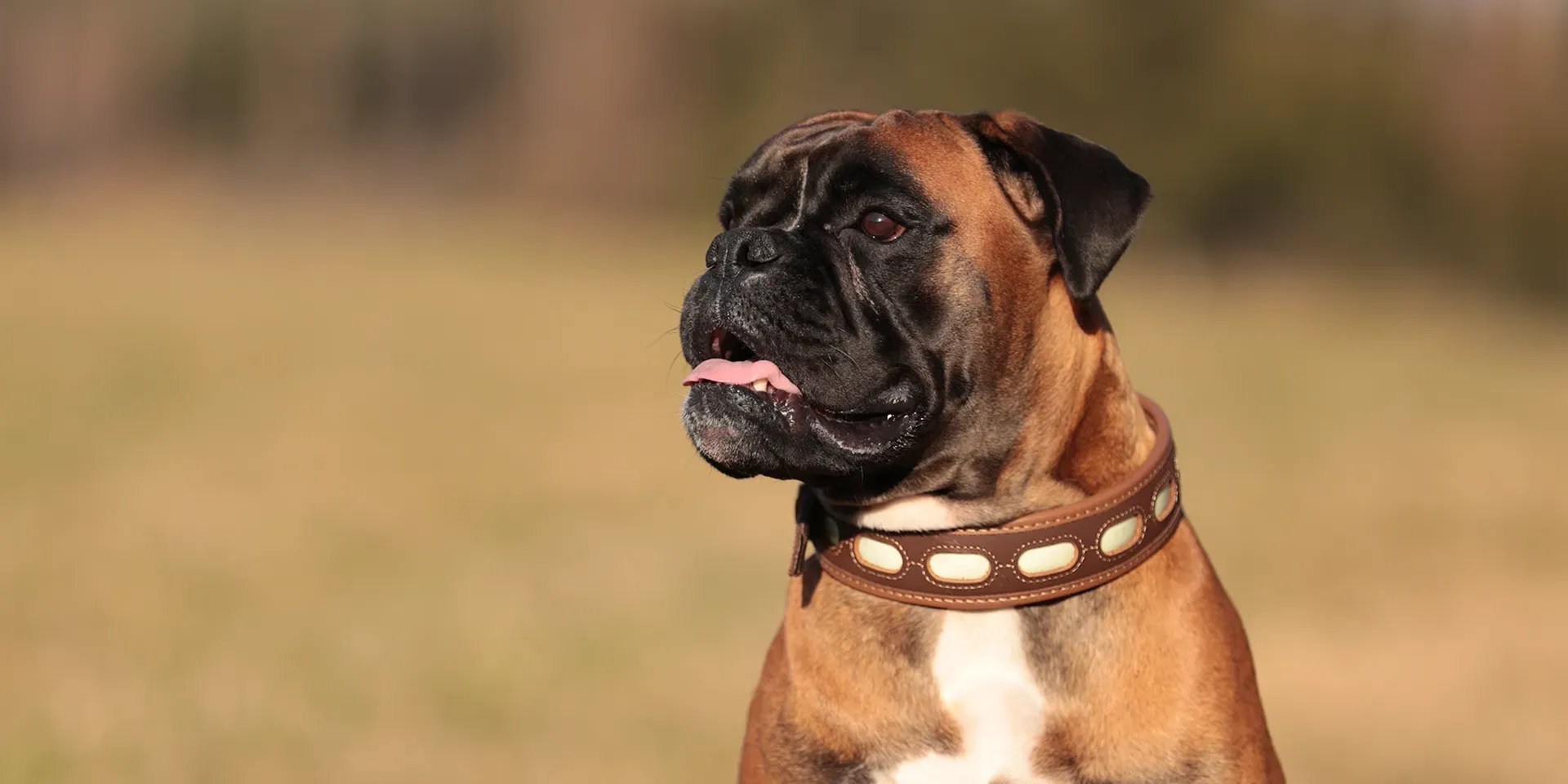 Startbanner_NiggelohLichtblick_Halsband