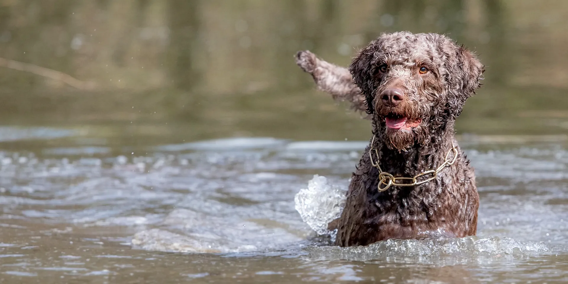 Startbanner_sprenger_curogan