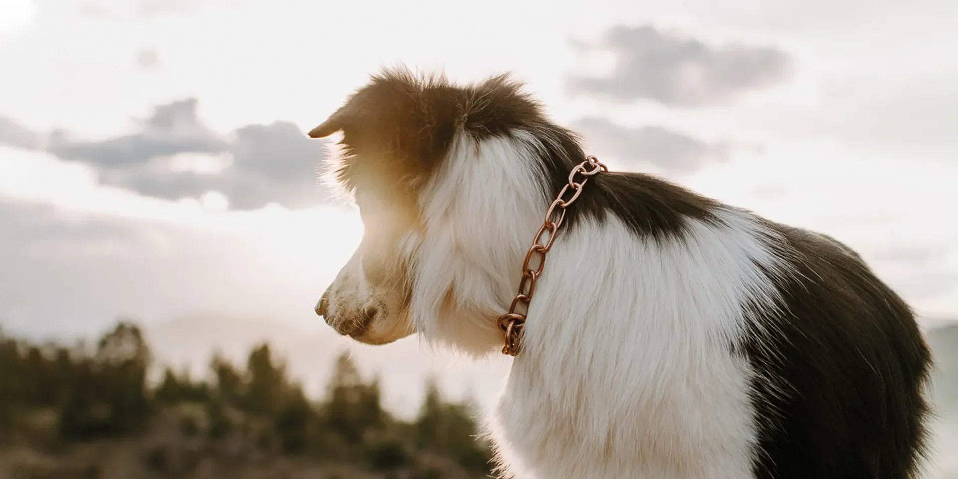 Startbanner_sprenger_curogan2