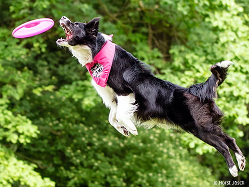 1x1 des Hundefrisbee