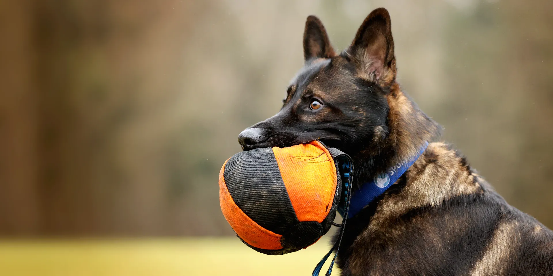 Startbanner_freshline_nylcotball