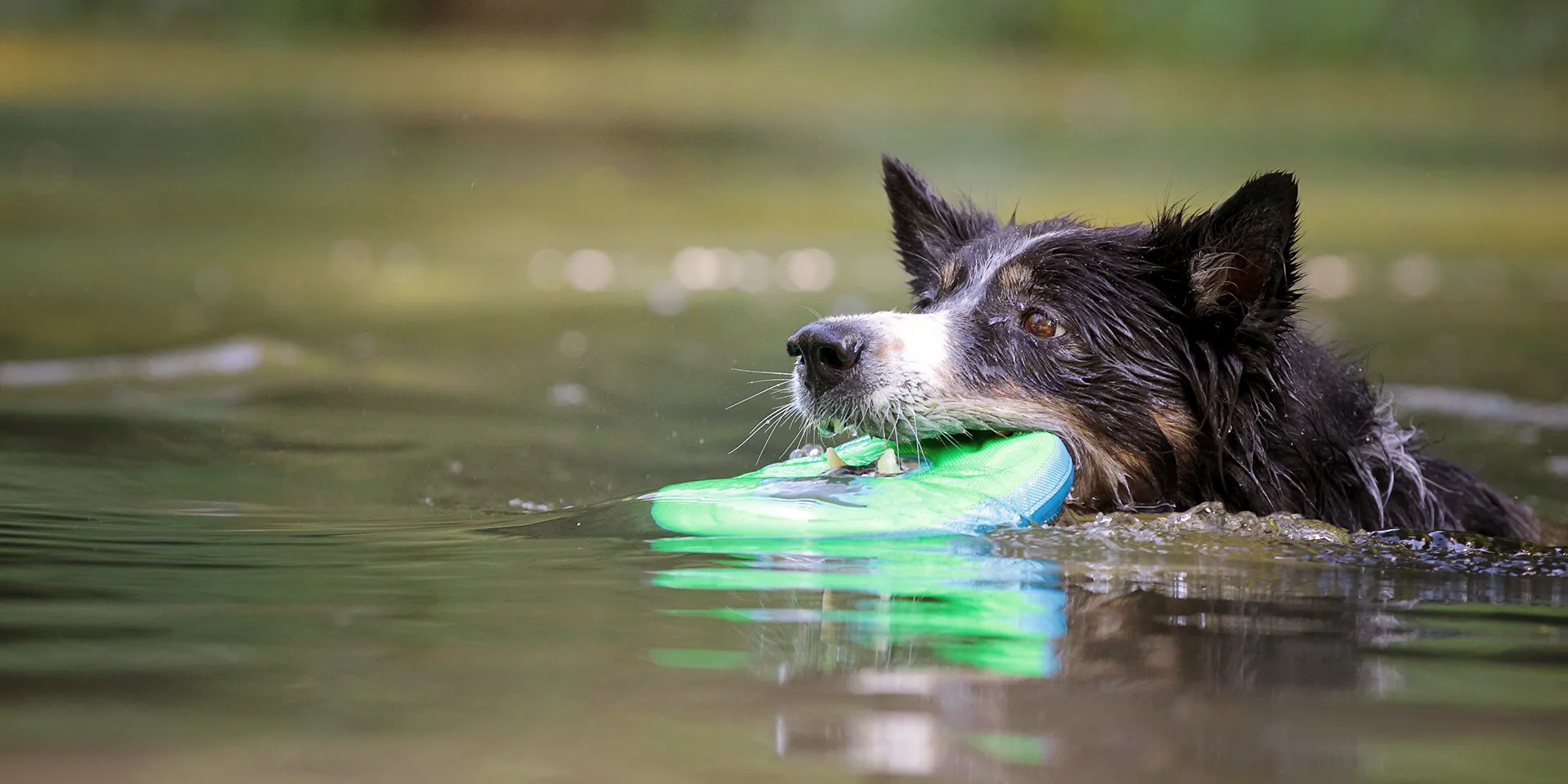 Startbanner_chuckit_zipflight