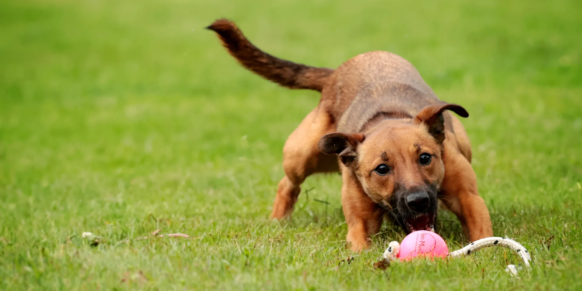 Startbanner_topmatic_pink