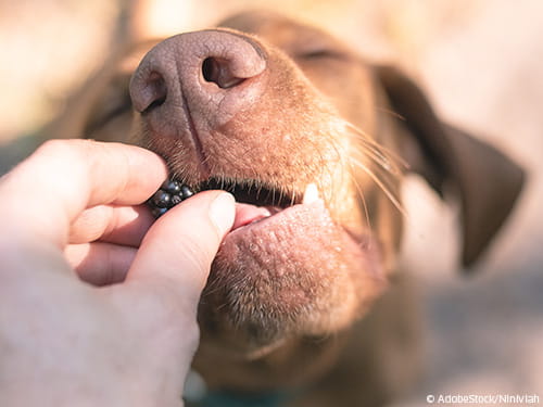 Erst checken, dann füttern!