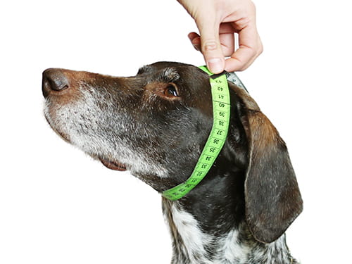 Sprenger Kettenlänge richtig wählen