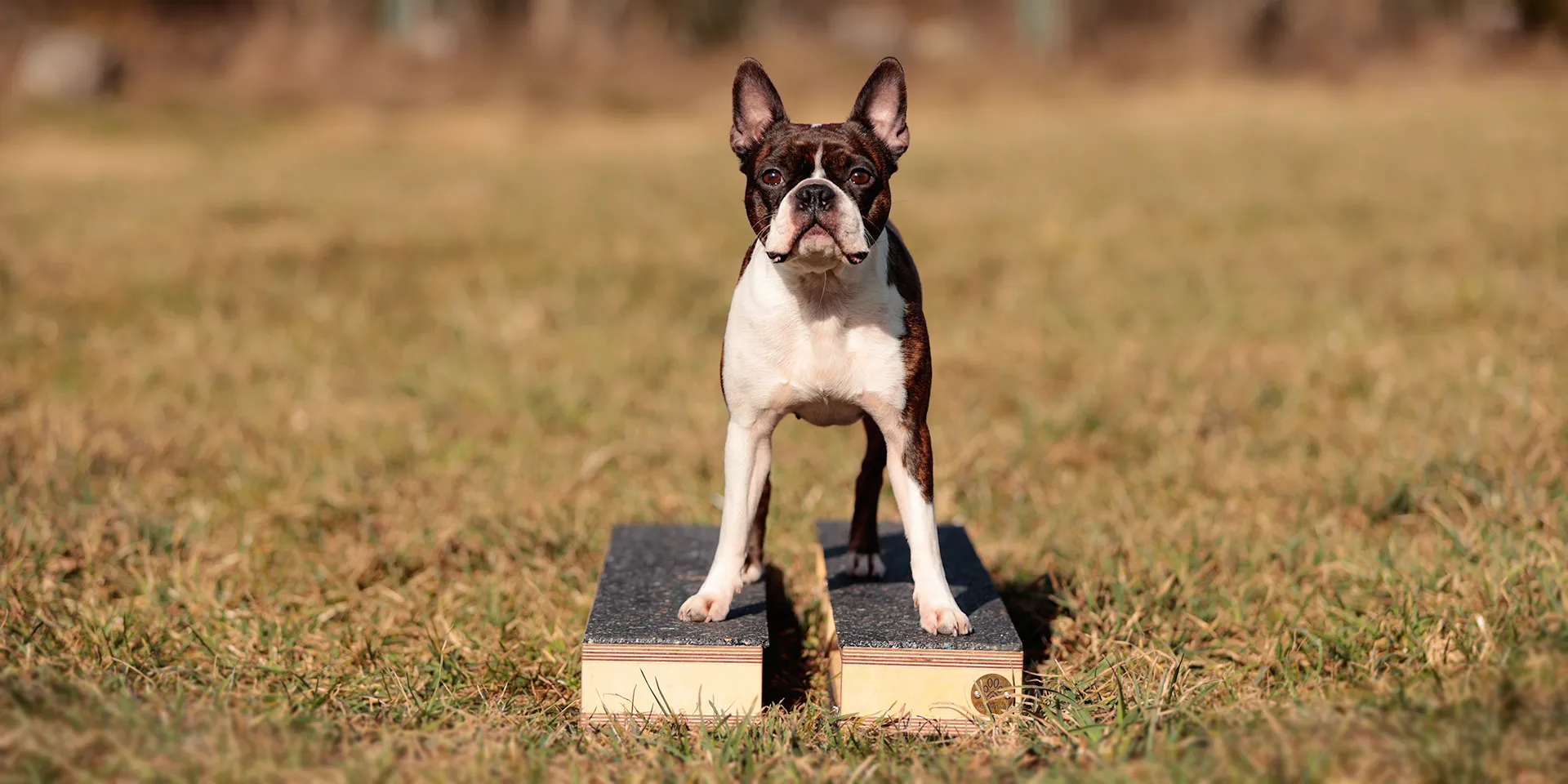 Startbanner_allgaeudogs_Multibalken