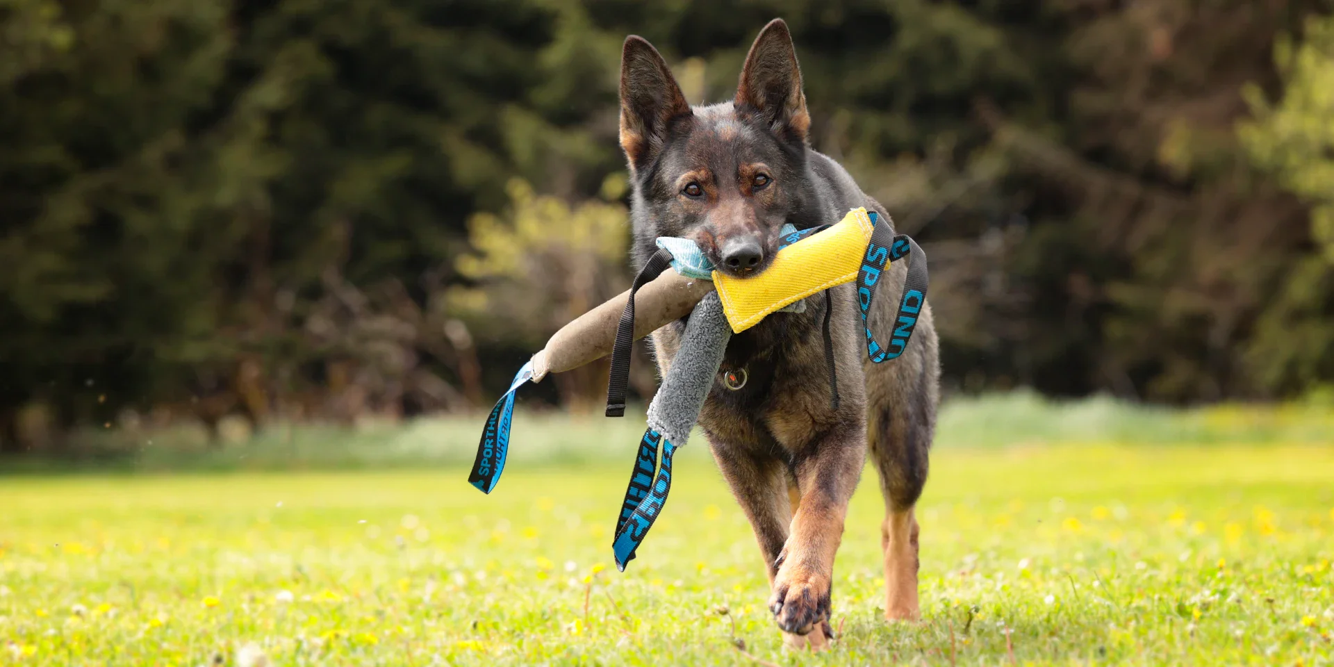 Startbanner_beisswurste