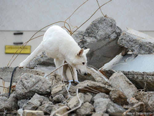 Ausbildung zum einsatzfähigen Rettungshund