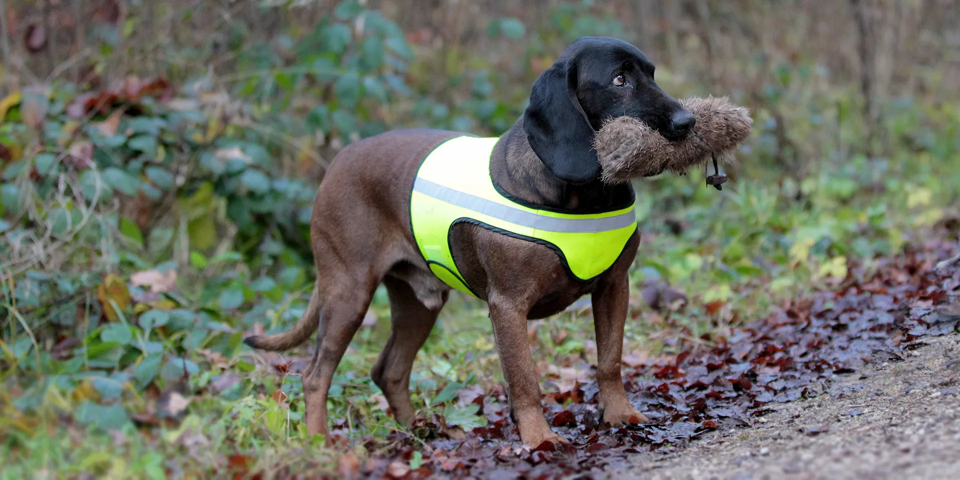 Startbanner_visupart1