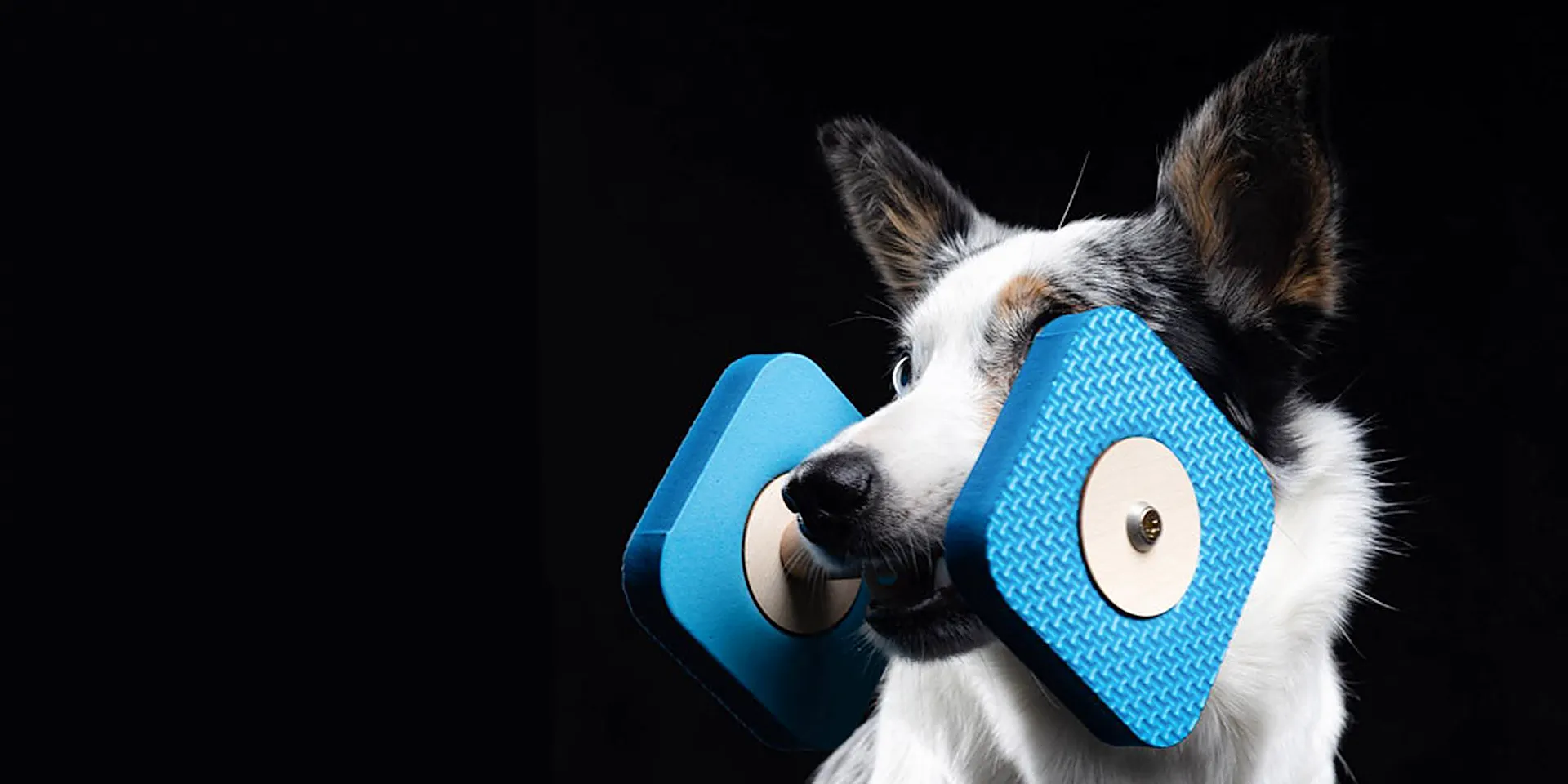 Startbanner_wooddog_dumbleblau