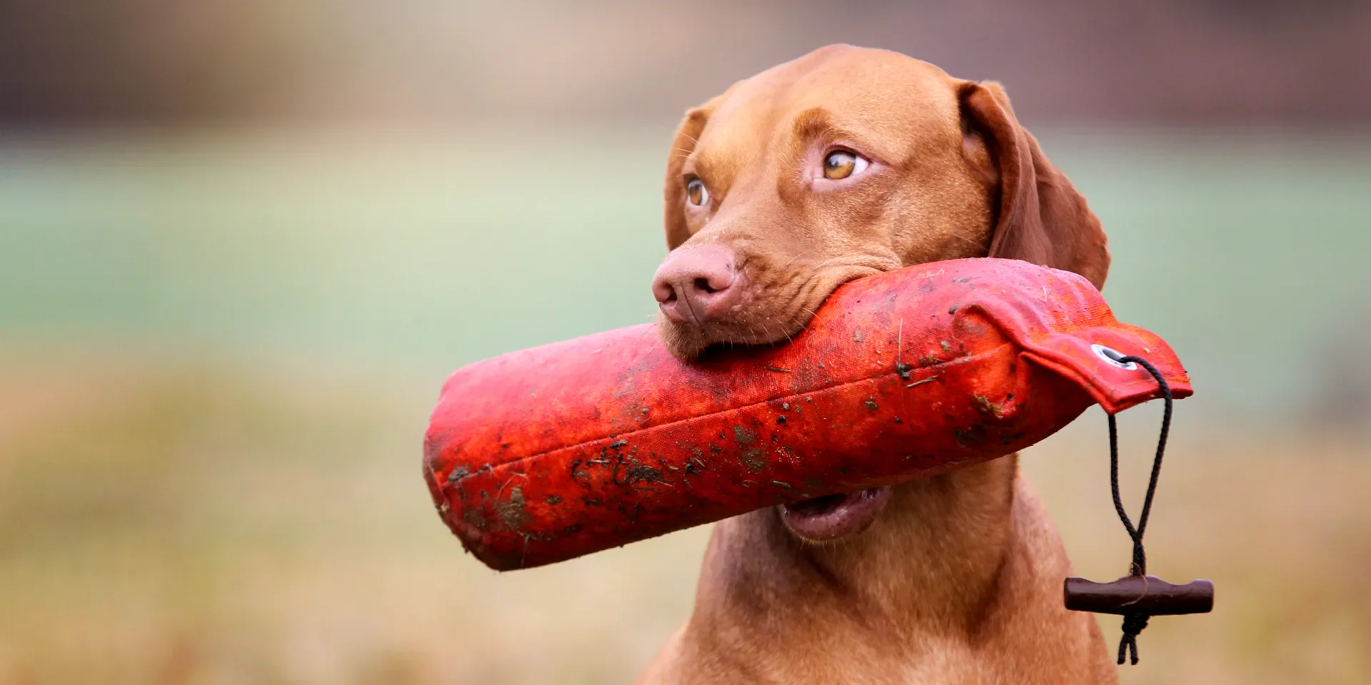 Startbanner_mystique_Dummy