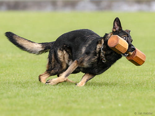 Apportieren war noch nie so leicht