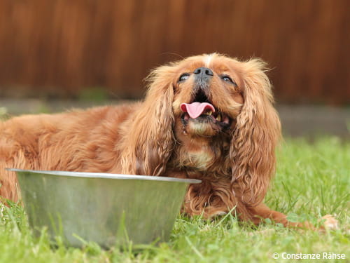 Starkes Hecheln, feuchte Ballen