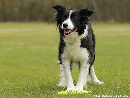 Zielführende Ausbildung mit Bodentarget
