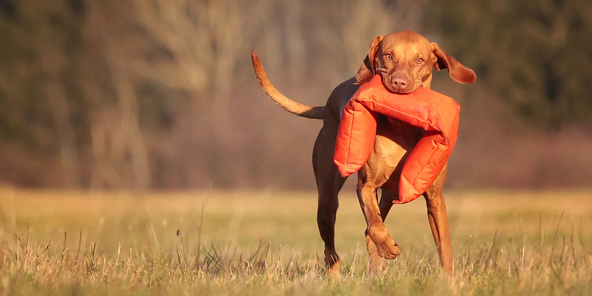 Startbanner_mystique_3PDummy