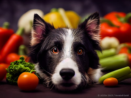 Obst und Gemüse für Hunde