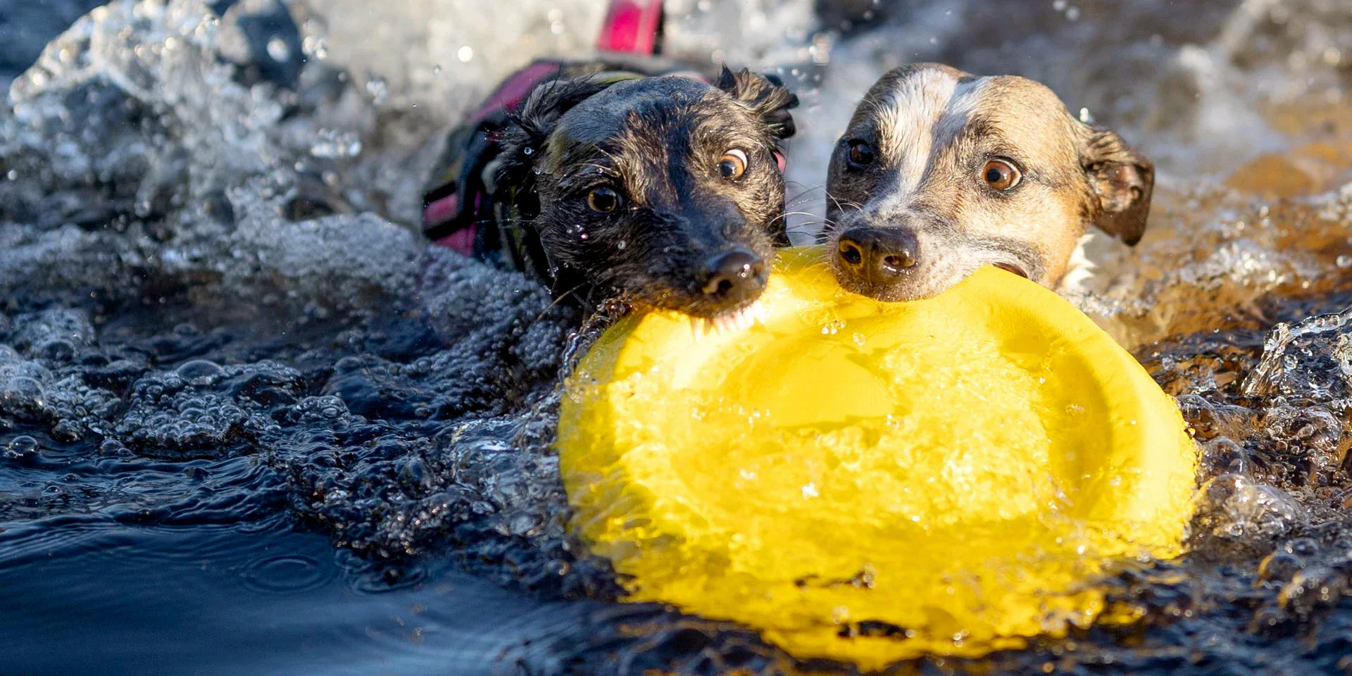 Startbanner_Starmark EasyGlide