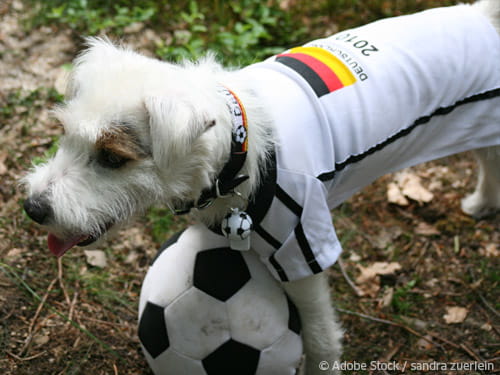 Vermenschlichung von Hunden: wieviel darf oder soll sogar?