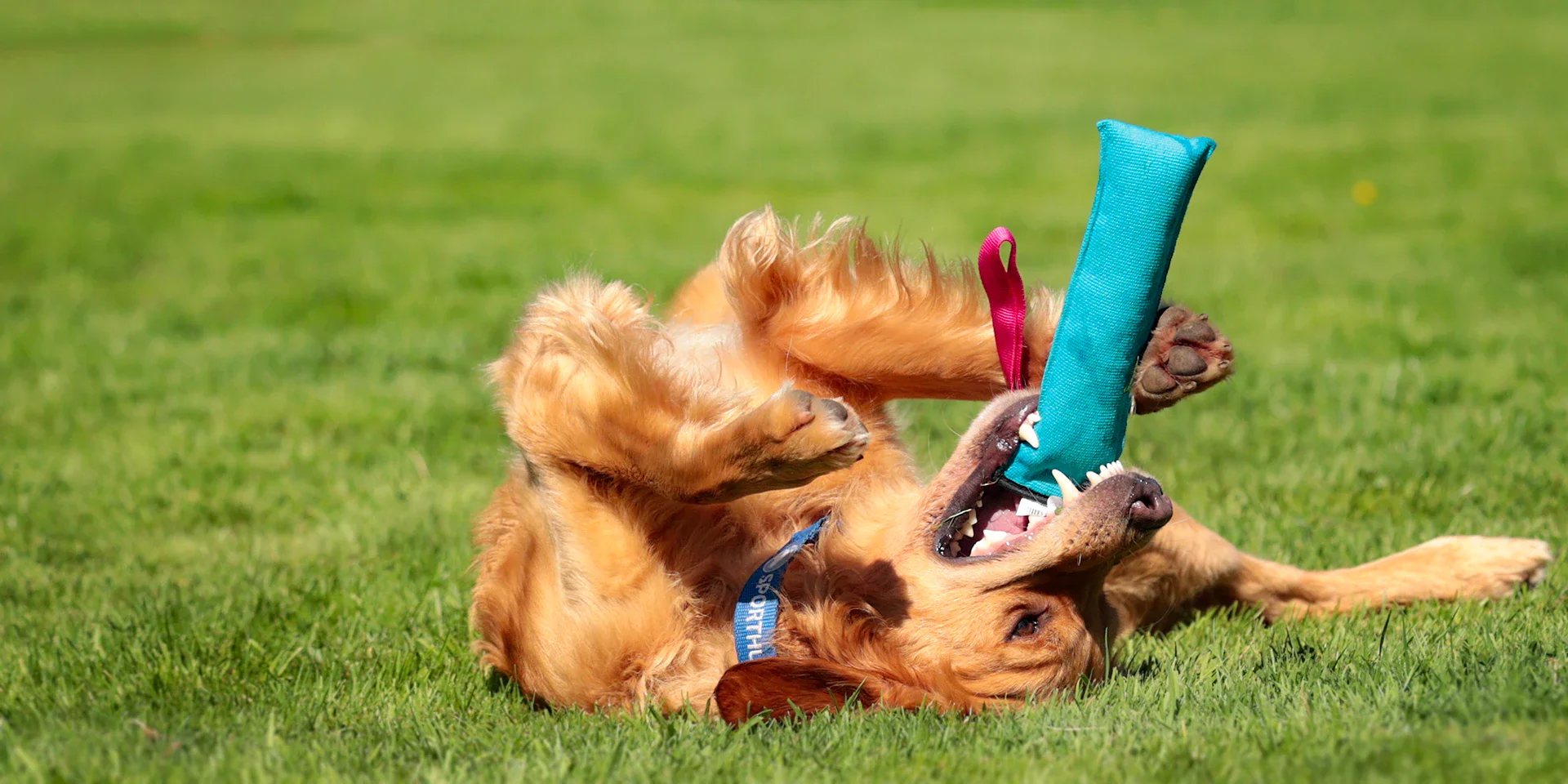 Startbanner_beisswurste_bungee