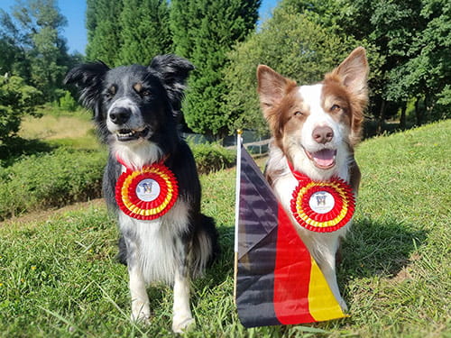 Obedience WM in Oviedo 2023, ein echtes Abenteuer!