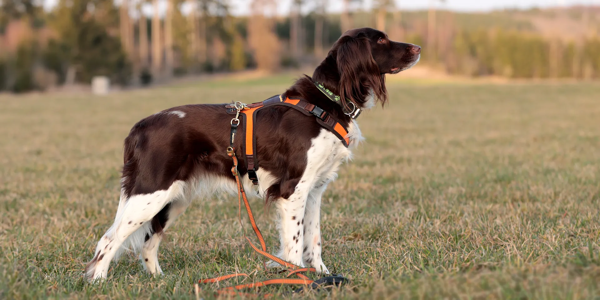 Startbanner_NiggelogLight