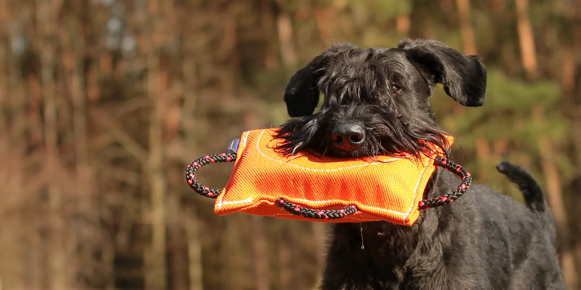 Startbanner_freshline_beisskissen