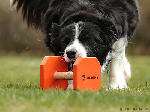 „Augen auf!“ im Hundesport