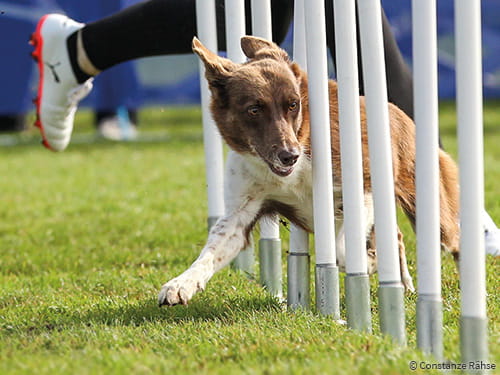 Doping im Hundesport