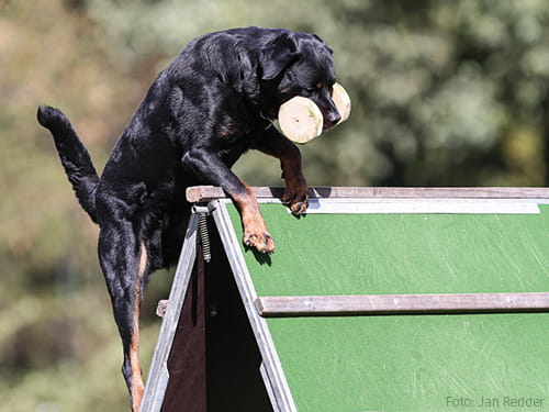 Tiermedizin im Hundesport