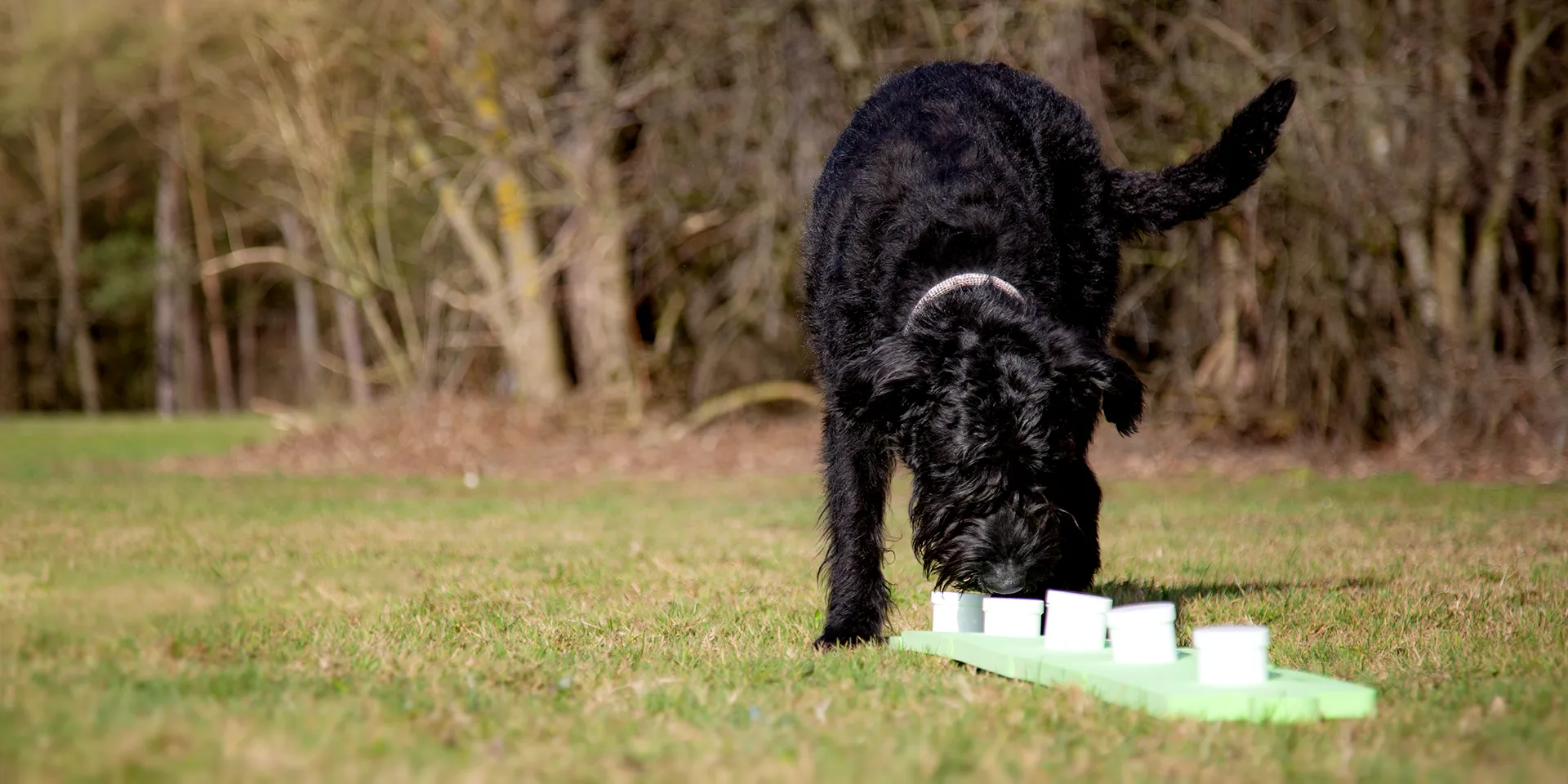 Startbanner_sniffledog2