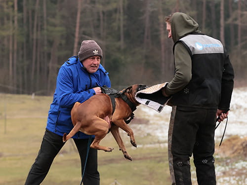 Hundetraining – kreativ und individuell