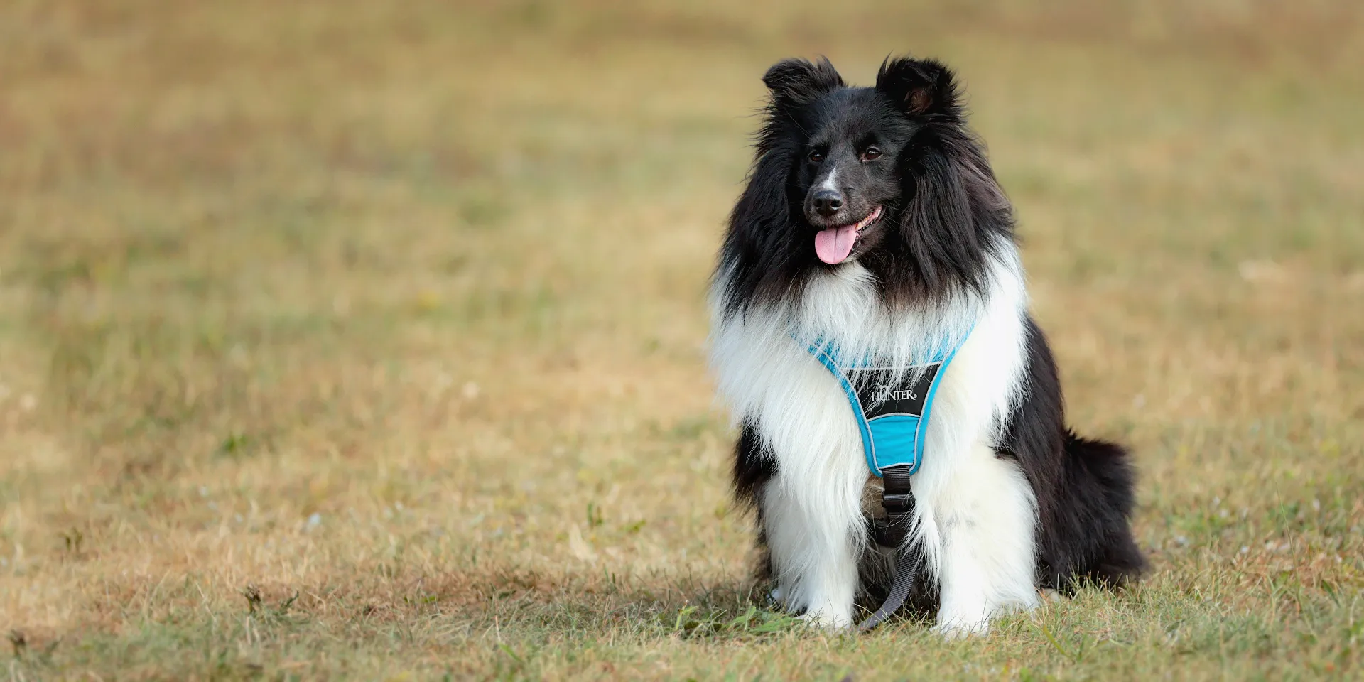 Startbanner_hunter_divo