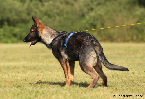 Herausforderung Nachwuchs (2)