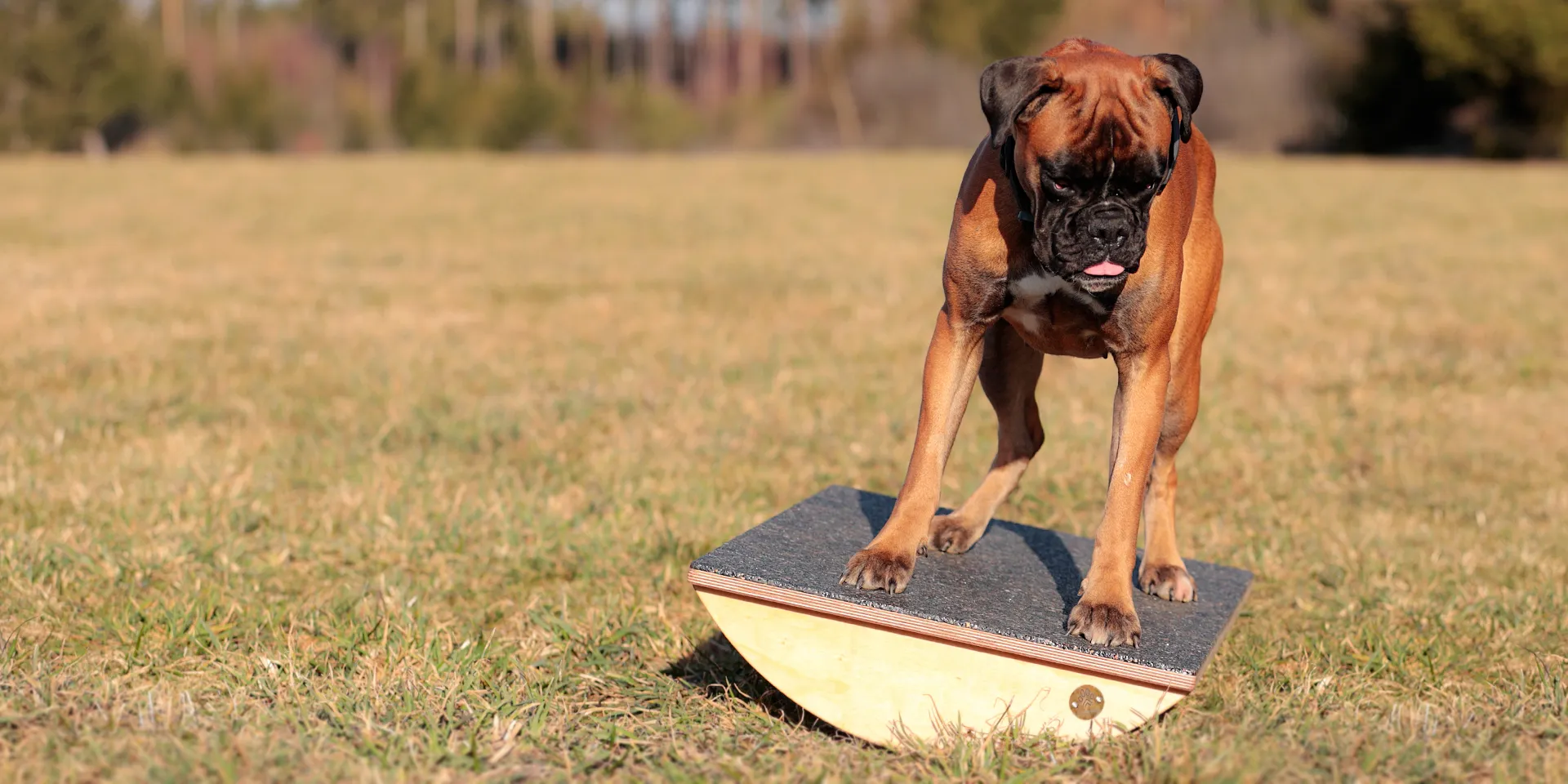 Starbanner_Allgaudogs_Balance