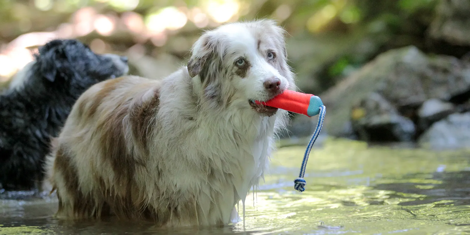 Startbanner_chuckit_Amphibious_Bumper